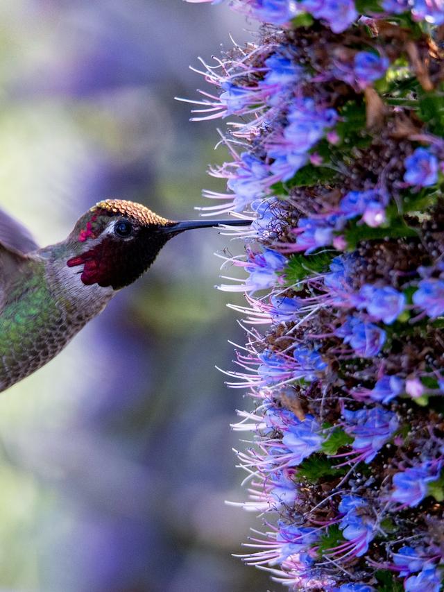 Attracting Hummingbirds to Your Garden