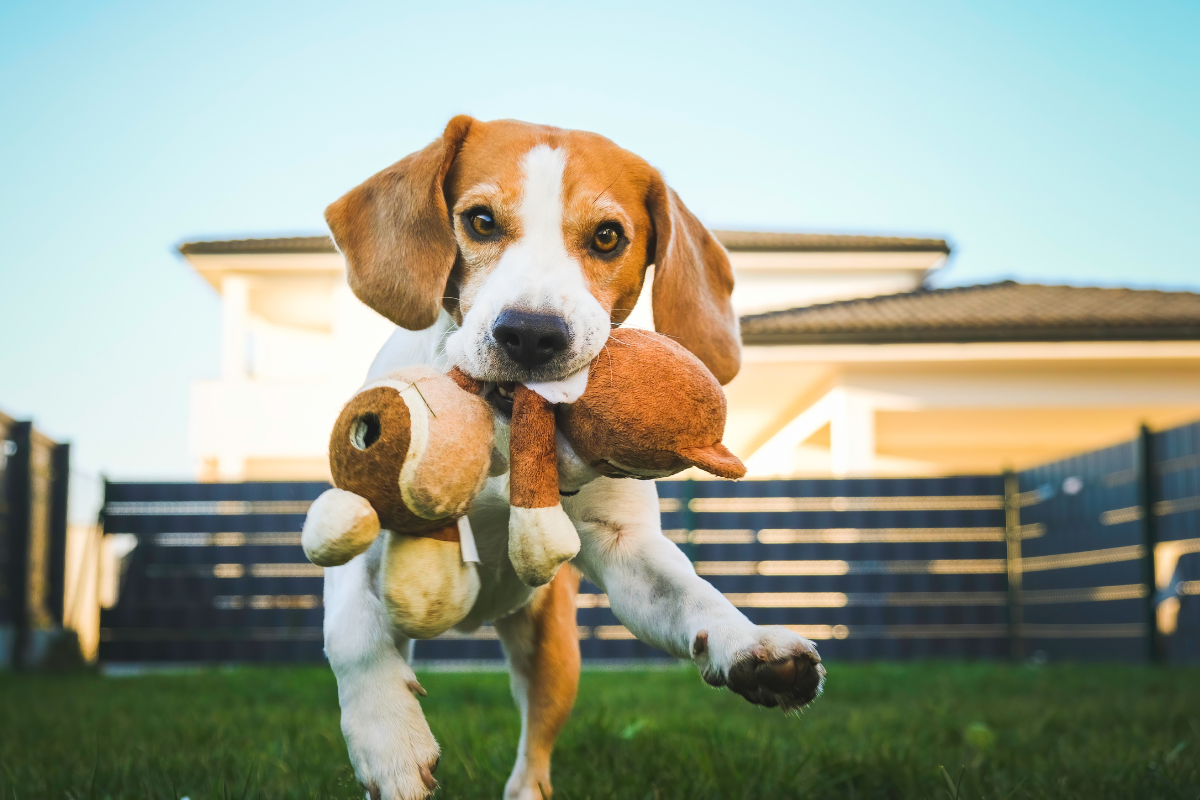 Dog Breeds That Are Known for Their Eyes