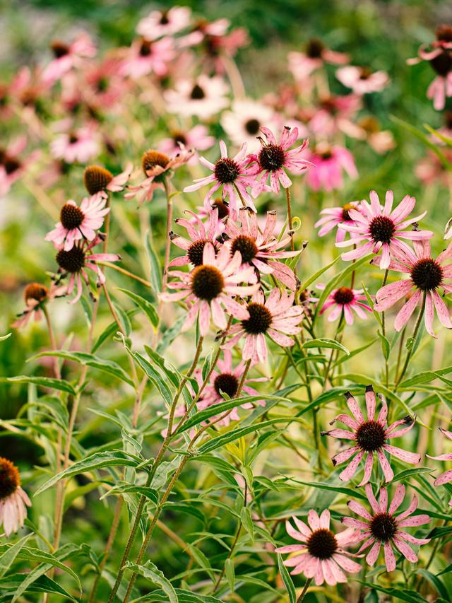 Benefits of Growing Perennial Flowers