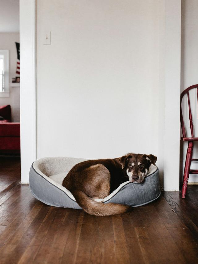 Best Dog Beds for Seniors