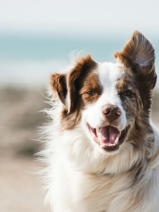 Best Dog Breeds for Active Owners