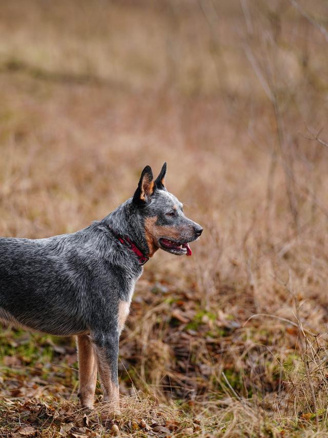 Best Dog Breeds for Rural Living