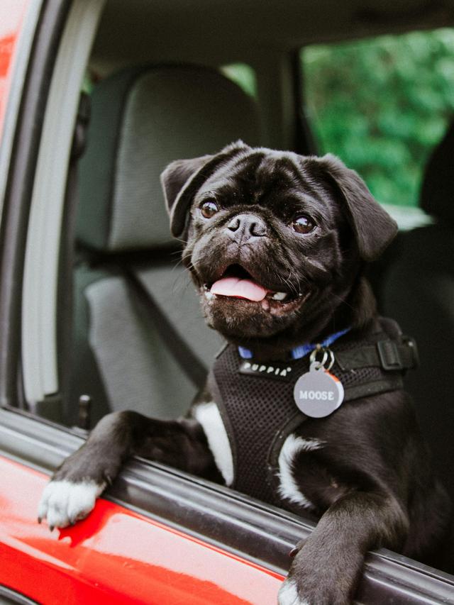 Best Dog Car Seats