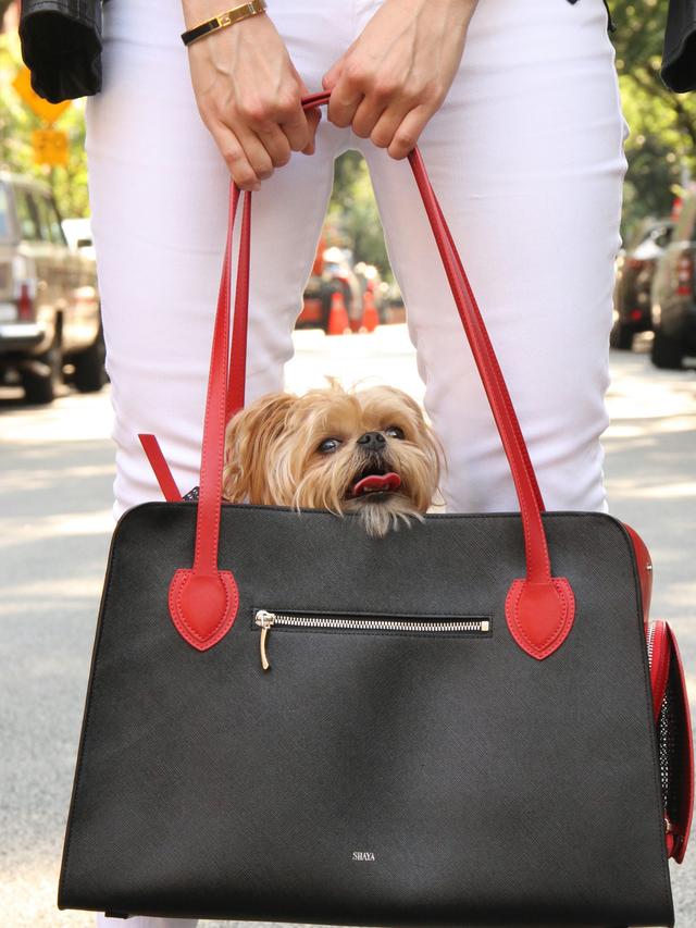 Best Dog Carriers