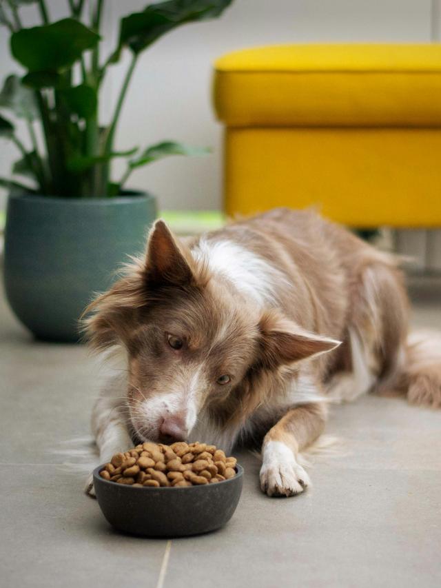 Best Dog Food Brands