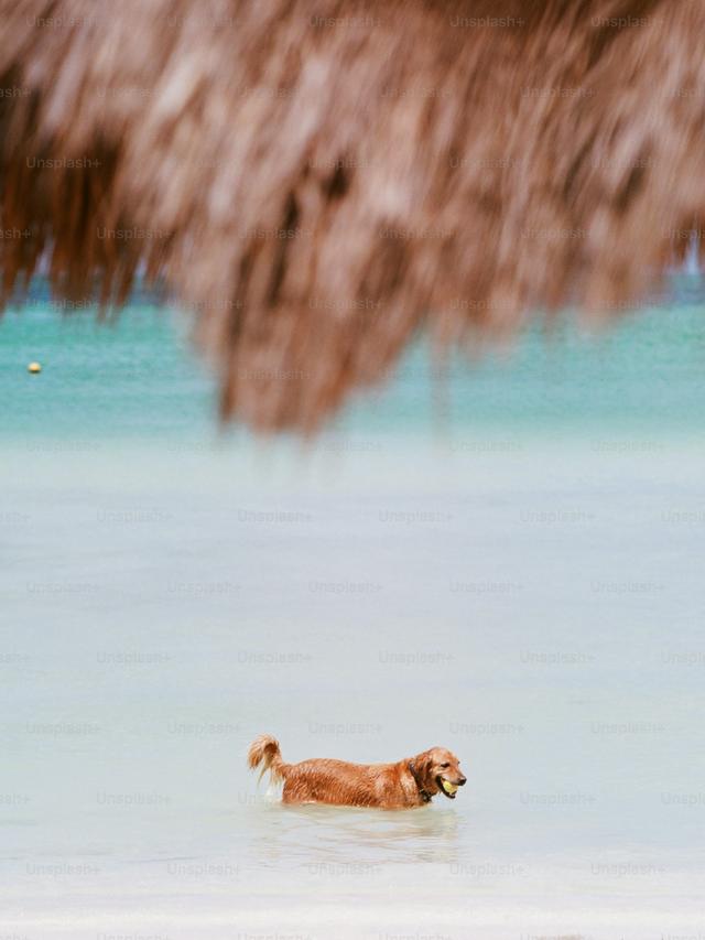 Best Dog-Friendly Beaches