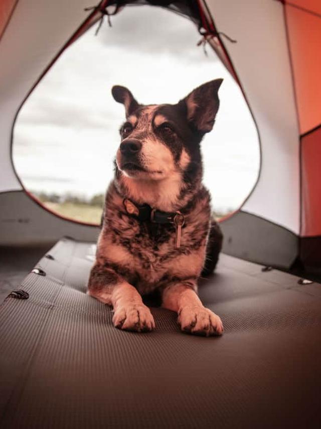 Best Dog-Friendly Camping Gear