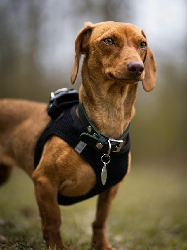 Best Dog Harnesses