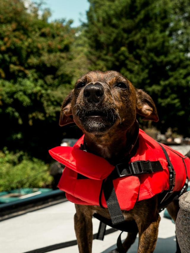 Best Dog Life Jackets