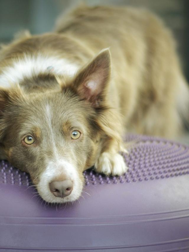 Best Dog Playpens