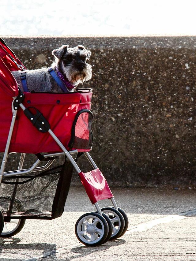 Best Dog Strollers