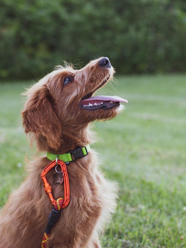 Best Dog Training Collars