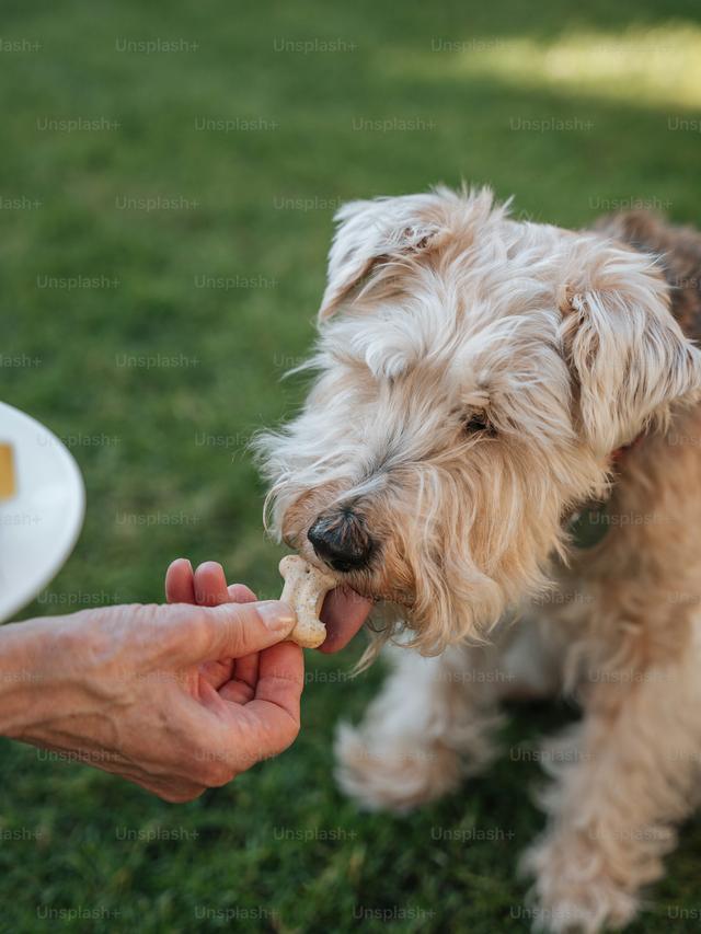 Best Dog Treats