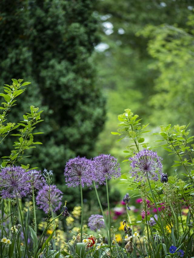 Best Perennial Flowers for Borders and Edges