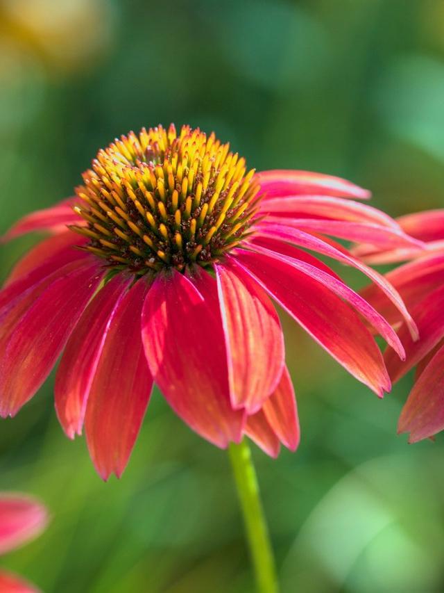 Best Perennial Flowers for Clay and Heavy Soil