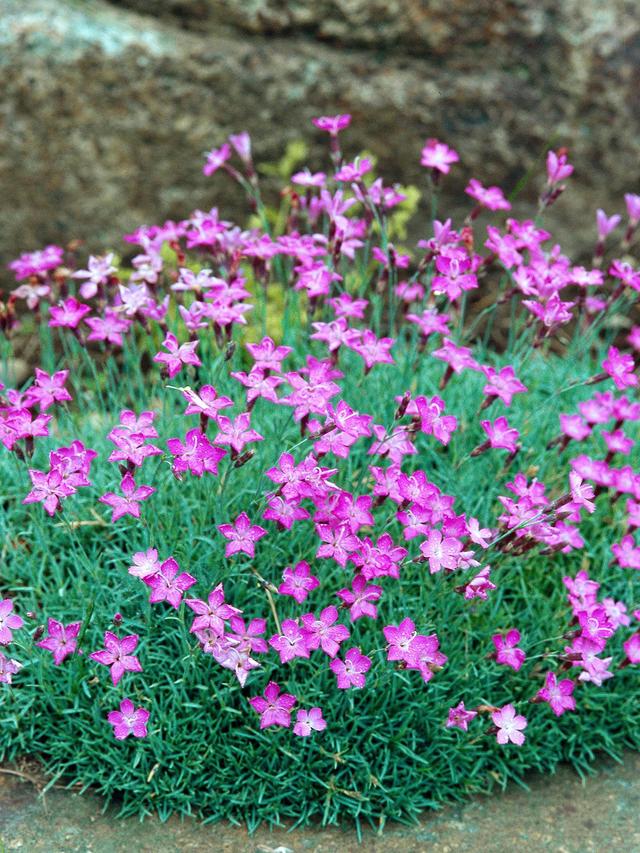 Best Perennial Flowers for Ground Erosion Control