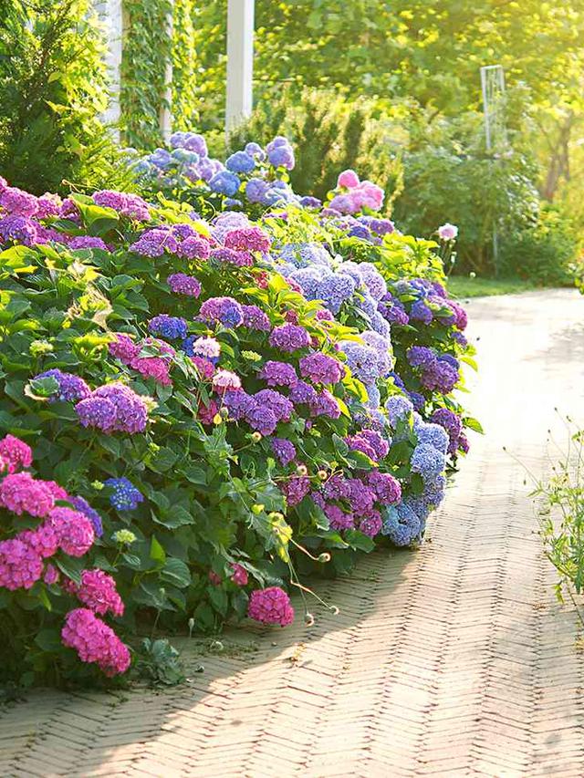 Best Perennial Flowers for Mixed Borders