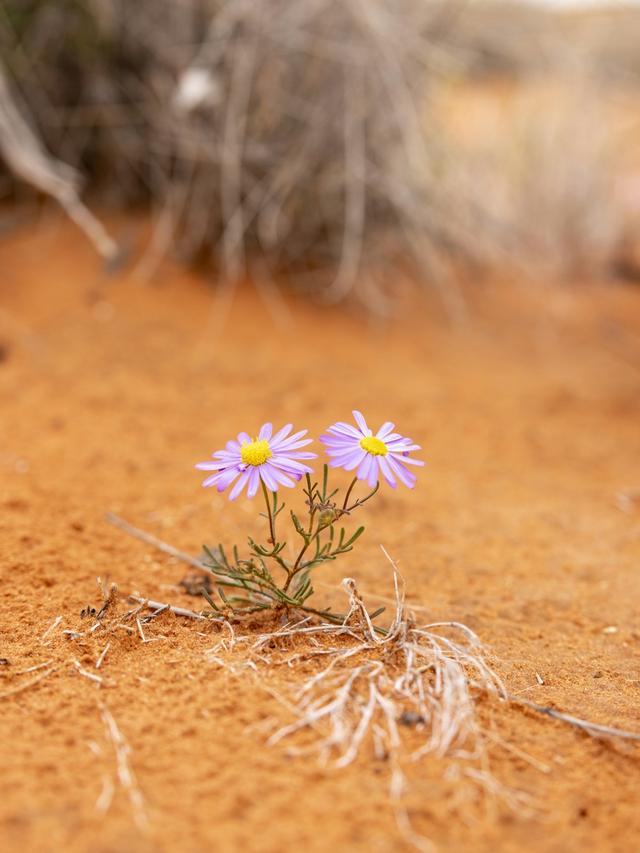 Best Perennial Flowers for Sandy Soil