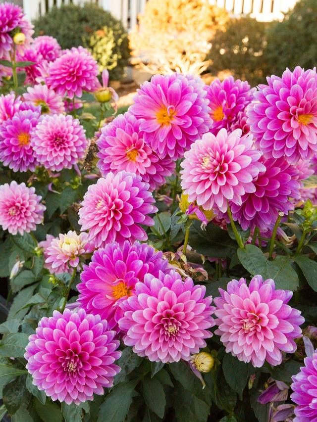 Best Perennial Flowers for Seasonal Interest