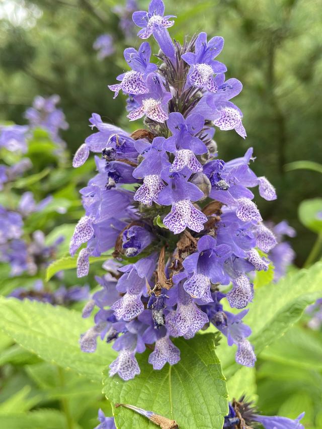 Best Perennial Flowers for Summer Borders