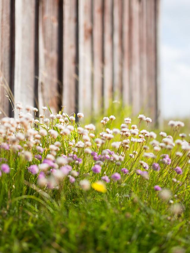 Best Perennial Flowers for Water Conservation