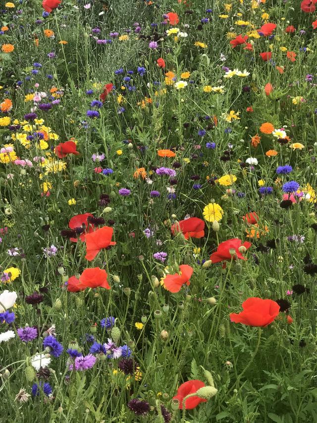 Best Perennial Flowers for Wildflower Meadows