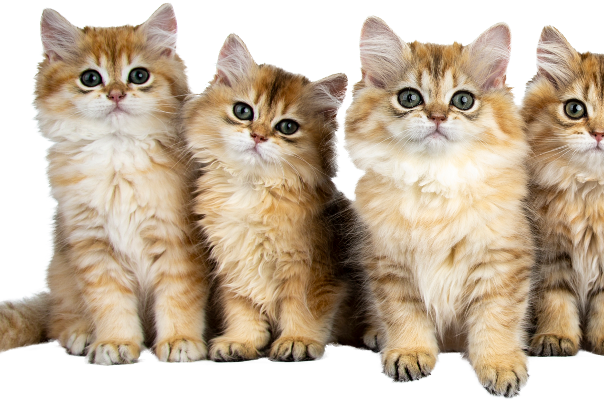 The Most Beautiful Cat Breeds