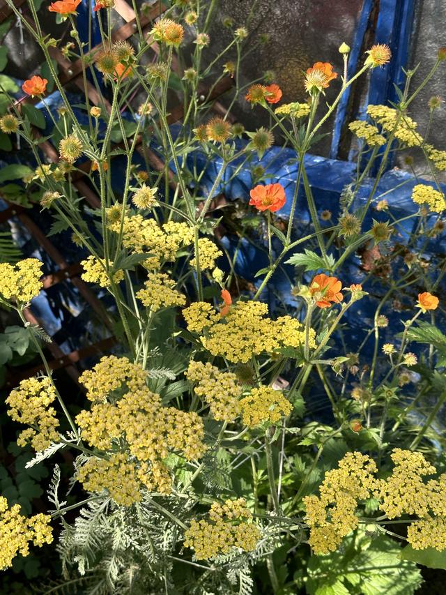 Companion Planting with Perennial Flowers