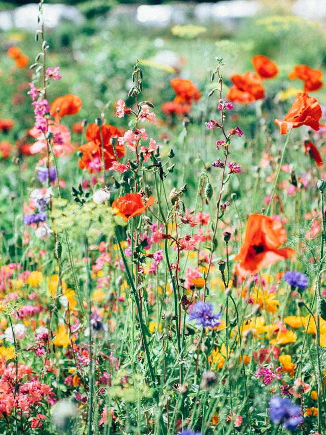 Creating a Perennial Flower Meadow