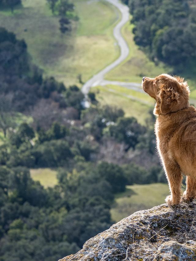 Dog-Friendly Hiking Trails