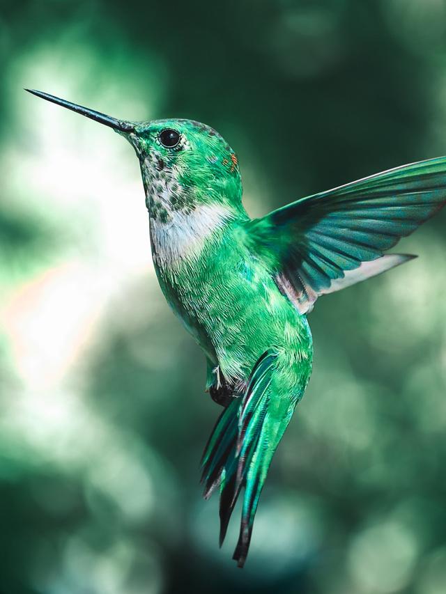 How Hummingbirds Survive Cold Weather