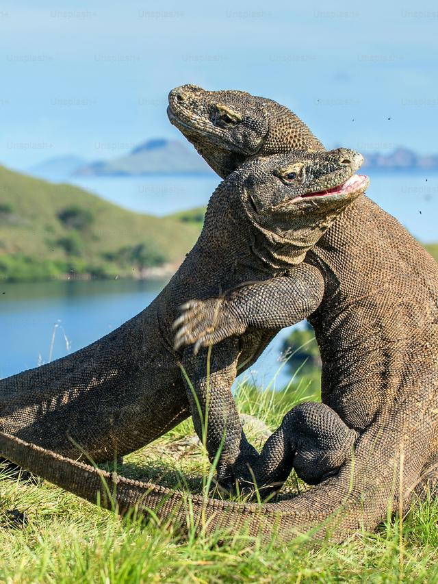 How Komodo Dragons Are Studied in the Wild