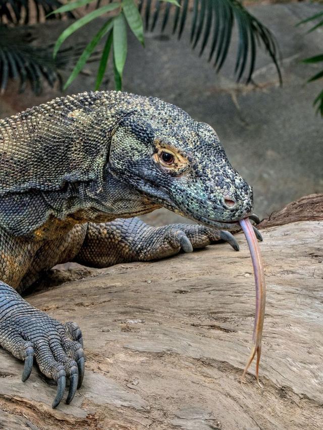 How Komodo Dragons Defend Themselves