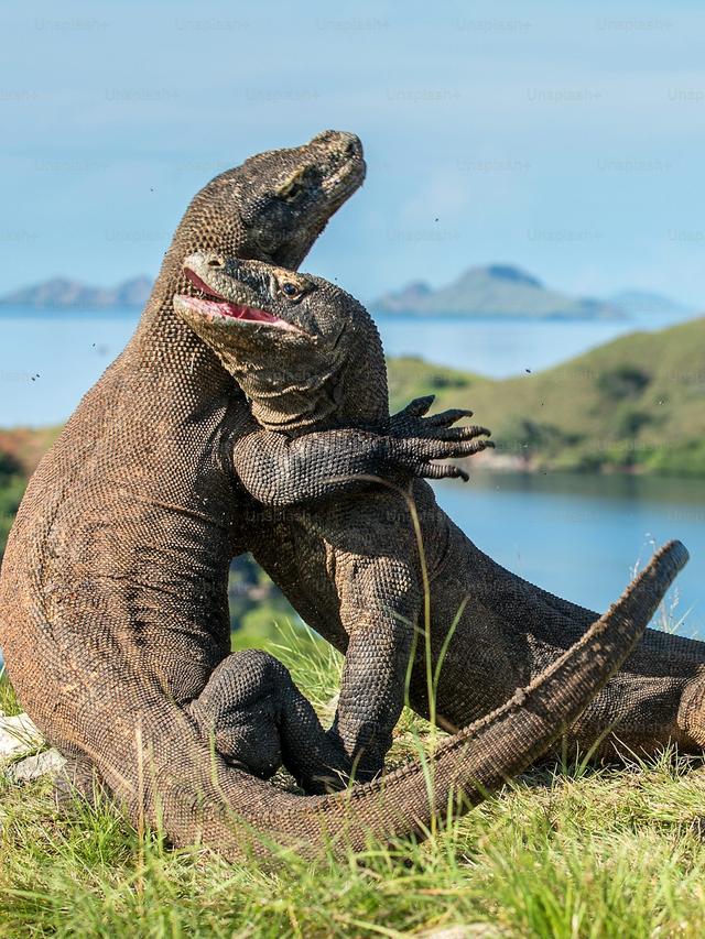 How Komodo Dragons Survive on Islands