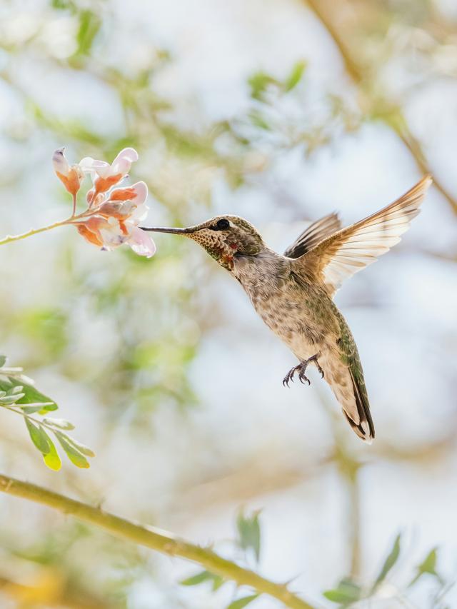 How to Band and Track Hummingbirds