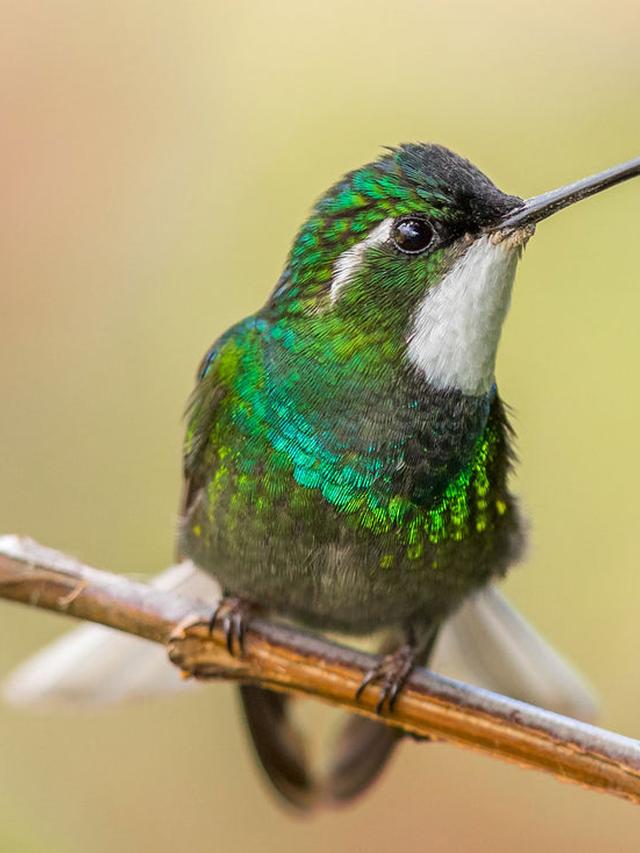 How to Care for Injured Hummingbirds