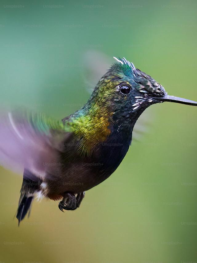 How to Create a Hummingbird Conservation Plan