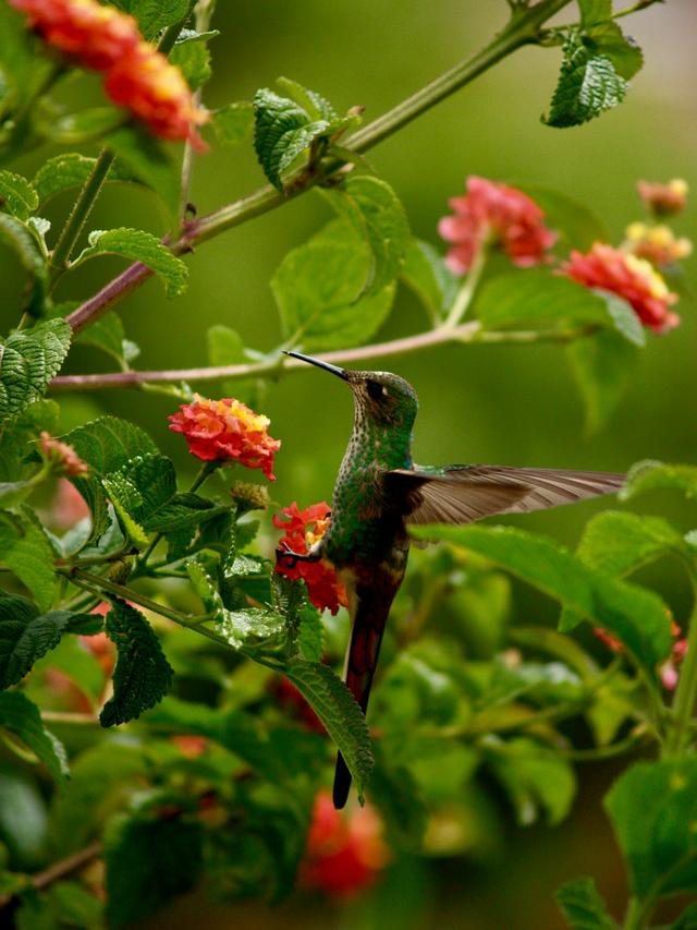 How to Create a Hummingbird-friendly Yard