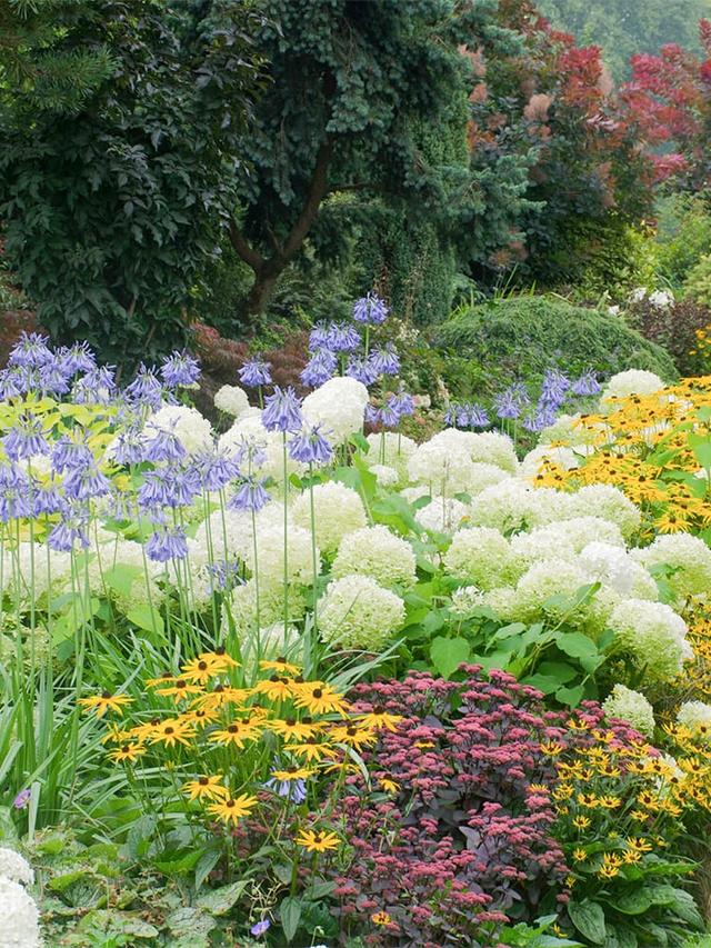 How to Create a Perennial Flower Hedge