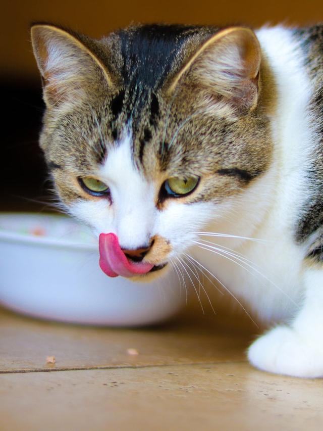 How to Deal with a Cat’s Picky Eating