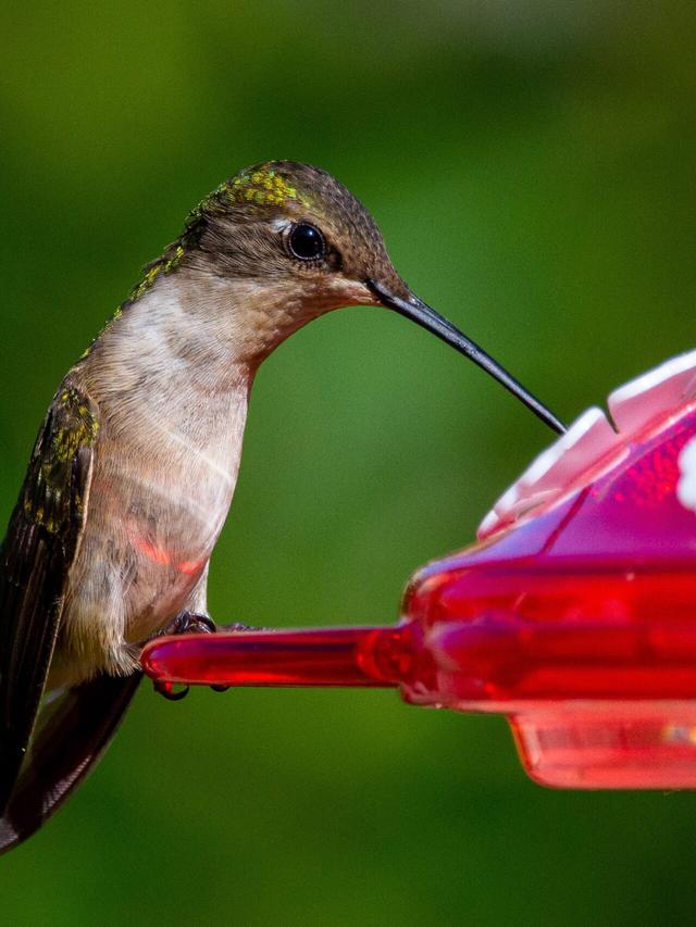 How to Design Hummingbird-friendly Landscaping