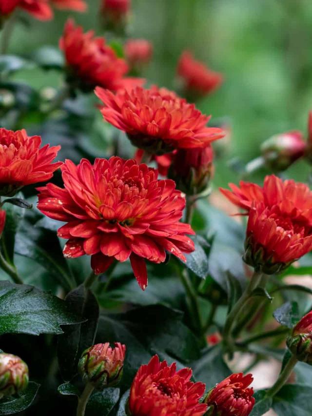 How to Divide and Transplant Perennial Flowers