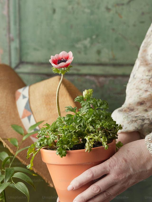 How to Grow Perennial Flowers in Containers