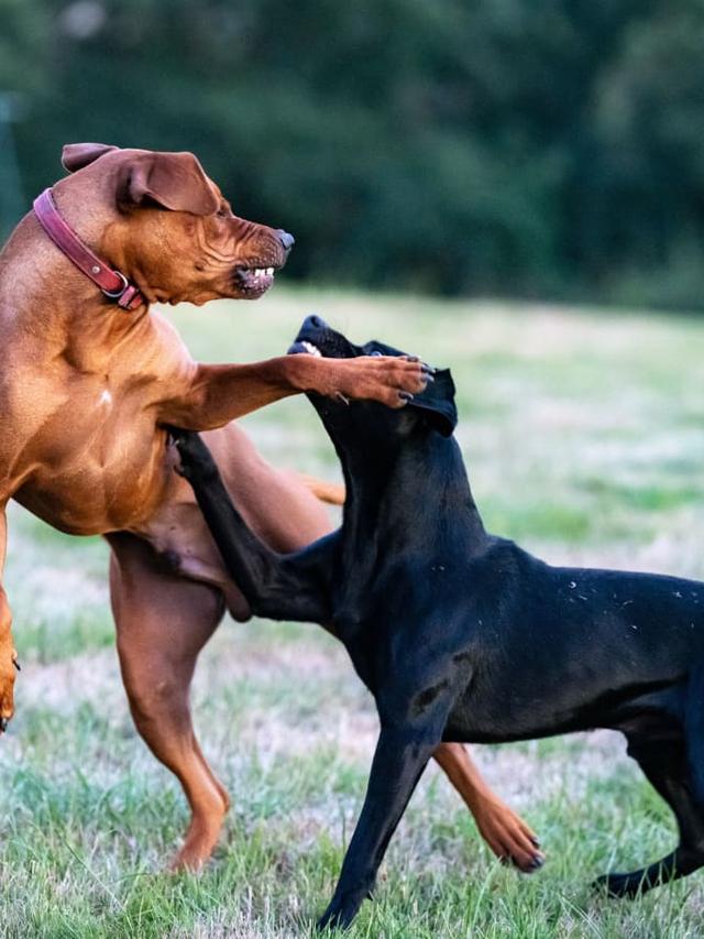 How to Handle Dog Aggression