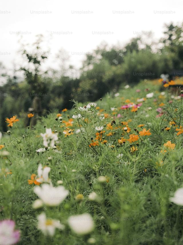 How to Identify Common Perennial Flowers