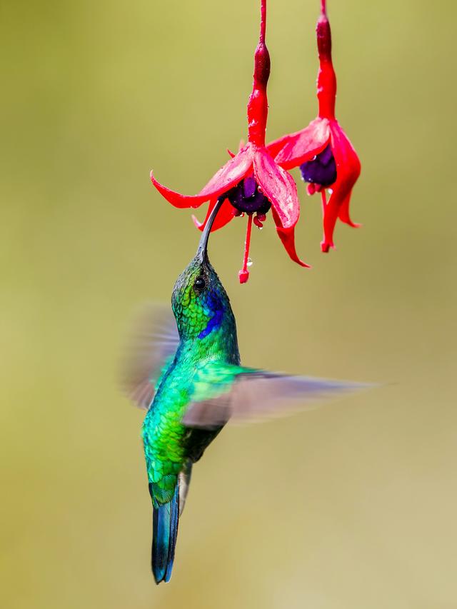 How to Incorporate Hummingbirds in Wildlife Corridors