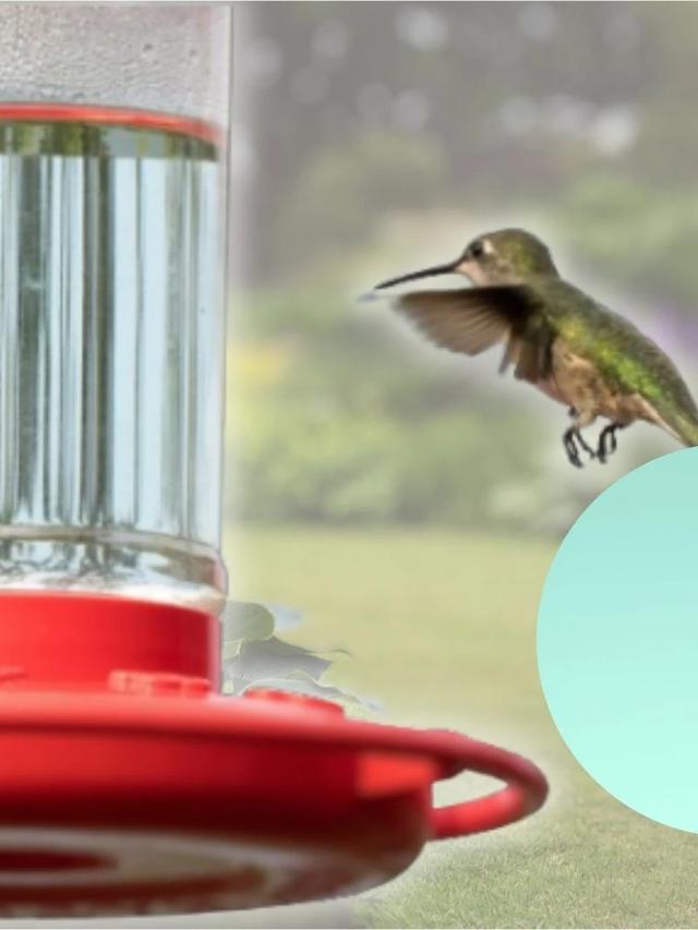 How to Keep Hummingbird Feeders Clean