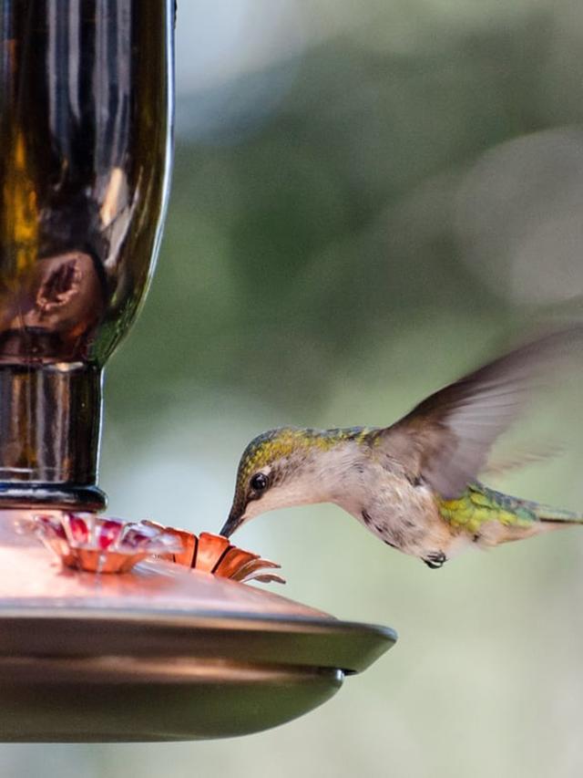 How to Make Homemade Hummingbird Nectar