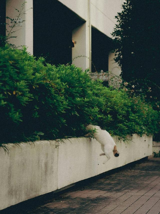 How to Make a Cat Climbing Wall