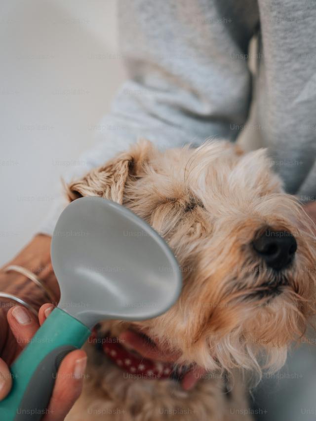 How to Manage Dog Shedding